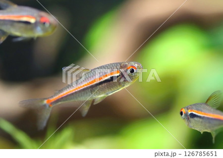 Beautiful red line tetra fish in aquarium Beautiful red line tetra fish in aquarium 126785651