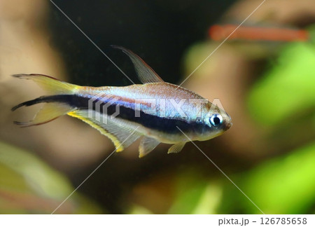 Beautiful emperor tetra fish in aquarium 126785658
