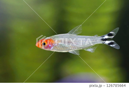 Beautiful rummy nose tetra fish in aquarium 126785664