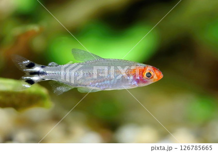 Beautiful rummy nose tetra fish in aquarium Beautiful rummy nose tetra fish in aquarium 126785665
