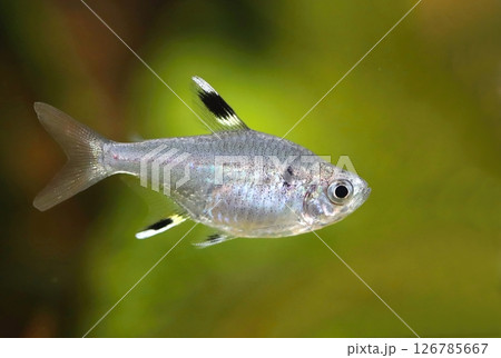 Interesting X ray tetra fish in aquarium 126785667