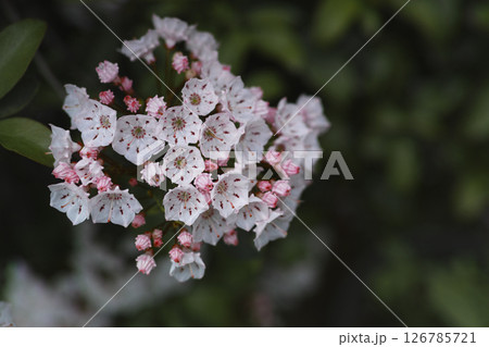 カルミア 126785721