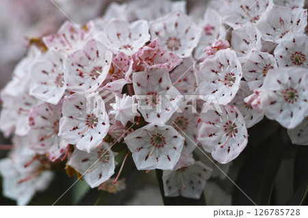 カルミア カルミア 126785728