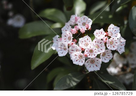 カルミア カルミア 126785729