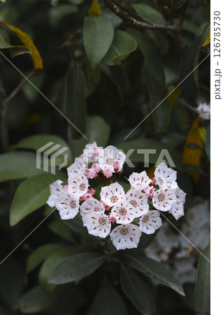 カルミア 126785730