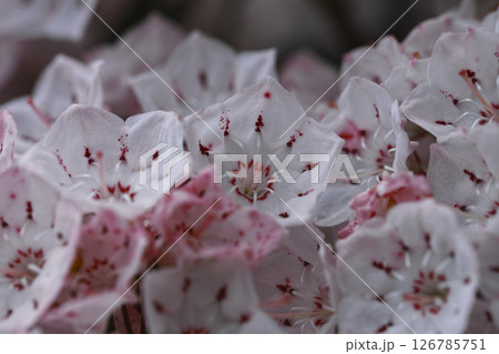 カルミア 126785751