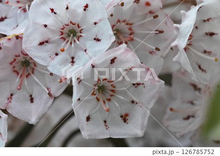 カルミア 126785752