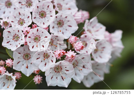 カルミア 126785755