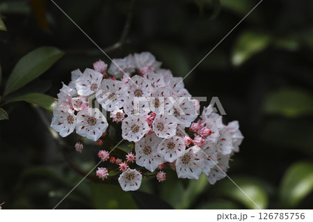 カルミア 126785756