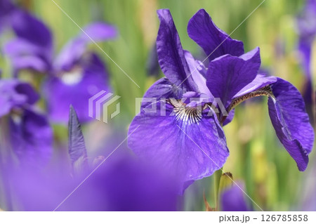 ふんわり咲く美しい紫色の花　あやめ　緑背景　 126785858