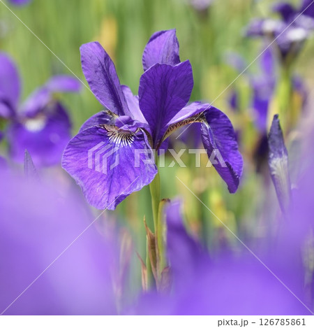 ふんわり咲く美しい紫色の花 あやめ 緑背景 ふんわり咲く美しい紫色の花 あやめ 緑背景 126785861