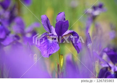 ふんわり咲く美しい紫色の花 あやめ 緑背景 ふんわり咲く美しい紫色の花 あやめ 緑背景 126785863