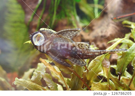 Detail of bristle nose catfish in aquarium 126786205
