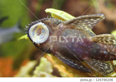 Detail of bristle nose catfish in aquarium 126786206