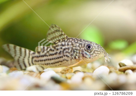 Beautiful sterba corydoras in aquarium 126786209