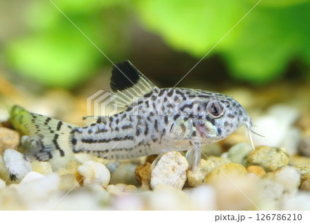 Beautiful leopard catfish in aquarium Beautiful leopard catfish in aquarium 126786210
