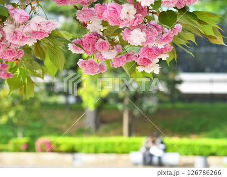 和田倉噴水公園の八重桜とベンチに座る人 和田倉噴水公園の八重桜とベンチに座る人 126786266