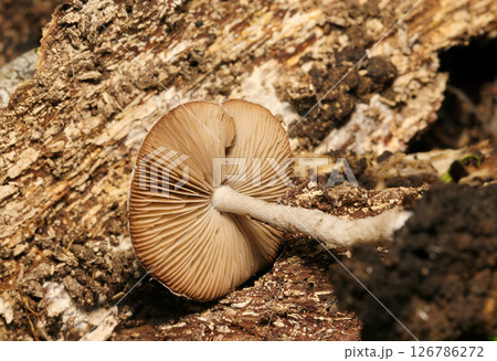 雑木林の落葉土壌に生えるハイイロイタチタケ茸成菌カサ裏ヒダ形状（自然環境下ストロボマクロ撮影） 126786272