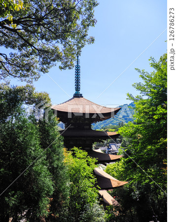 瑠璃光寺五重塔2025 瑠璃光寺五重塔2025 126786273