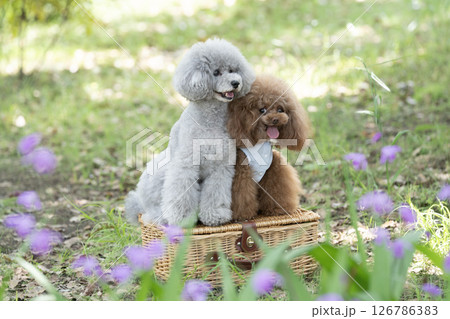 シランの花と2匹の微笑むトイプードル 126786383