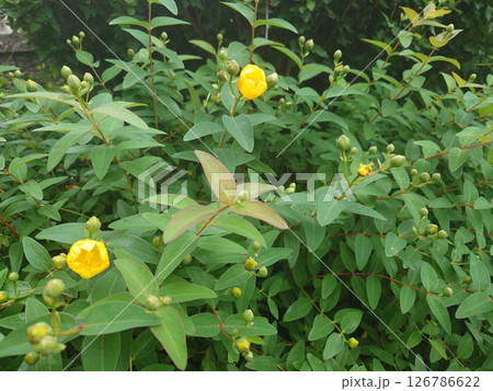 植え込みに咲く満開前のキンシバイの黄色い花 植え込みに咲く満開前のキンシバイの黄色い花 126786622