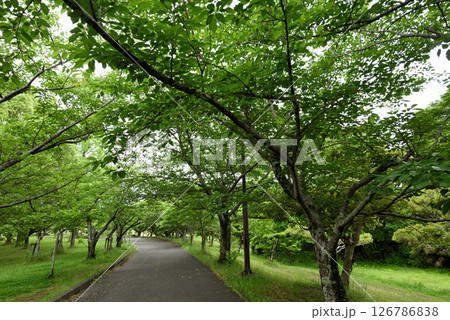 新緑の知多市旭公園 新緑の知多市旭公園 126786838