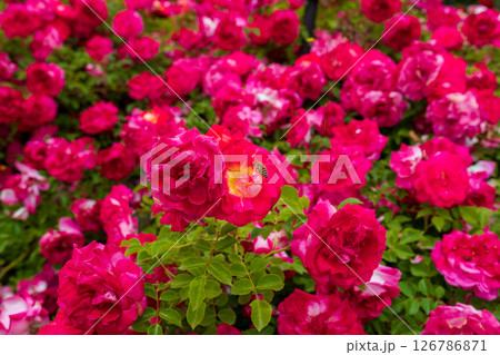 赤いバラ 126786871