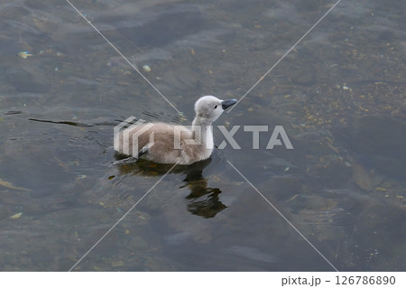 ハクチョウの親子 126786890