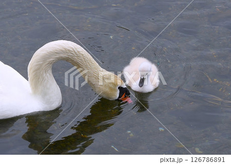 ハクチョウの親子 126786891