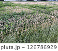 麦畑に生い茂る雑草 126786929