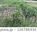 麦畑に生い茂る雑草 126786930