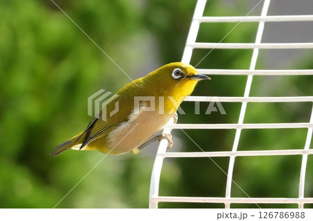 メジロ 126786988