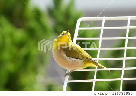 メジロ メジロ 126786989