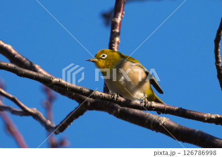メジロ メジロ 126786998
