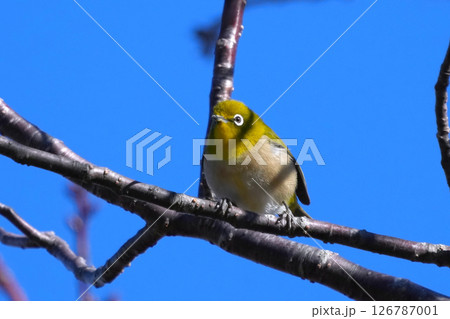 メジロ メジロ 126787001