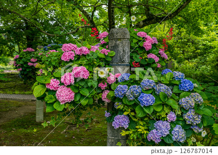 紫陽花 紫陽花 126787014