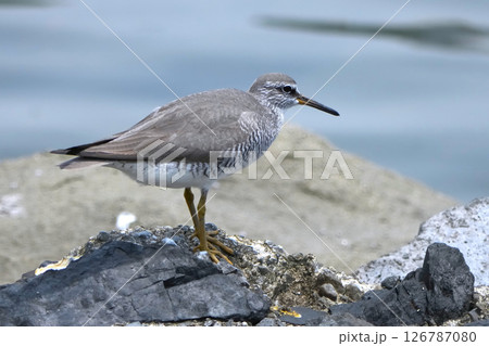 シギ シギ 126787080