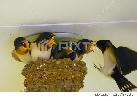 ツバメの子育て 126787230