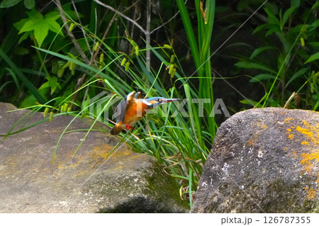 カワセミ カワセミ 126787355