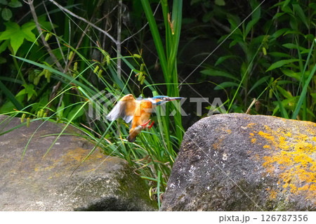 カワセミ カワセミ 126787356