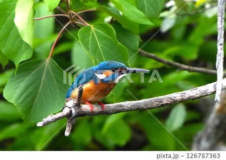 カワセミ カワセミ 126787363
