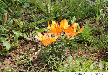 エゾスカシユリ　蝦夷透百合　北海道初夏の花 126787372