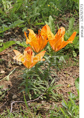 エゾスカシユリ　蝦夷透百合　北海道初夏の花 126787373