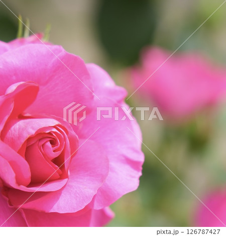 光に照らされる素敵なピンクのバラ　クローズアップ 126787427