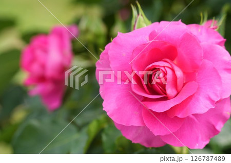 光に照らされる素敵なピンクのバラ　クローズアップ 126787489