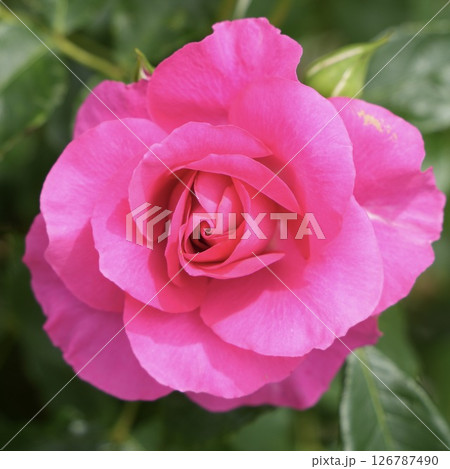 光輝く素敵なピンクのバラ　クローズアップ 126787490