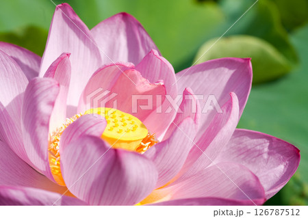 夏の朝に咲いたピンク色のハスの花 黄色い花托が覗く写真 夏の朝に咲いたピンク色のハスの花 黄色い花托が覗く写真 126787512