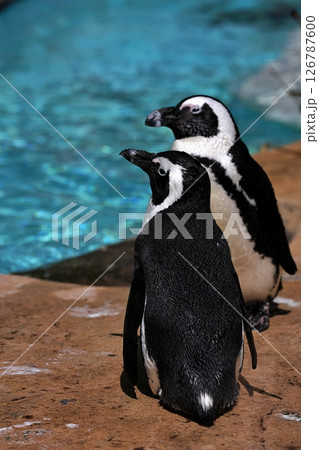並んで立つ二羽のケープペンギン 並んで立つ二羽のケープペンギン 126787600