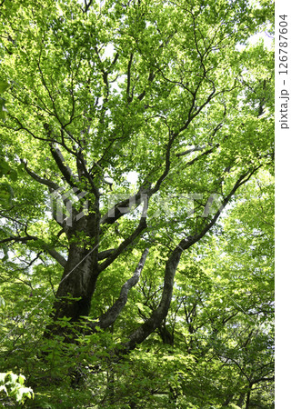 筑波山のブナの木 126787604