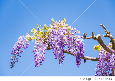 青空と藤の花 126787633